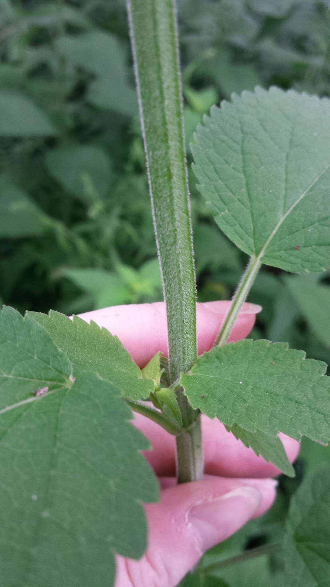 Image of purple giant hyssop