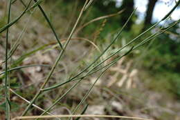 Image of Bupleurum asperuloides Heldr. ex Boiss.