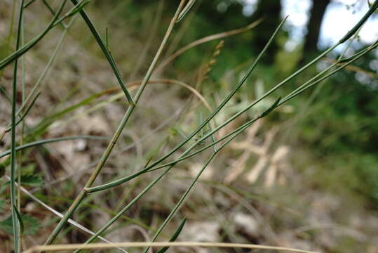 Bupleurum asperuloides Heldr. ex Boiss. resmi