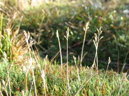 Image of Rytidosperma australe (Petrie) Connor & Edgar