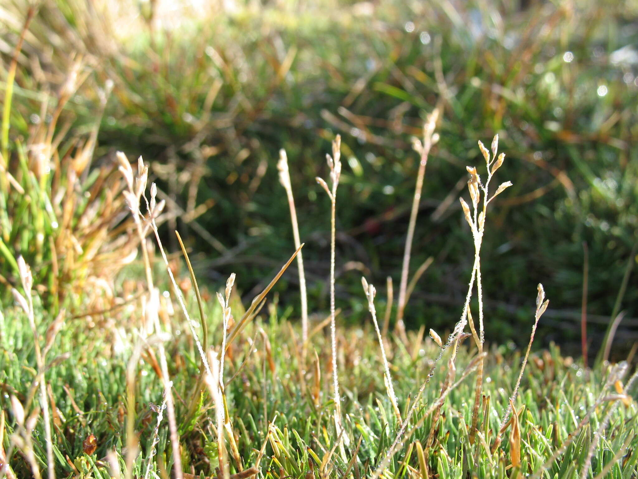 Rytidosperma australe (Petrie) Connor & Edgar resmi