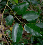 Image de Cissus oblonga (Benth.) Planchon