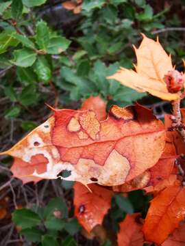 Image of Xylella fastidiosa