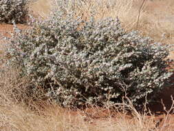 Image of bur-saltbush