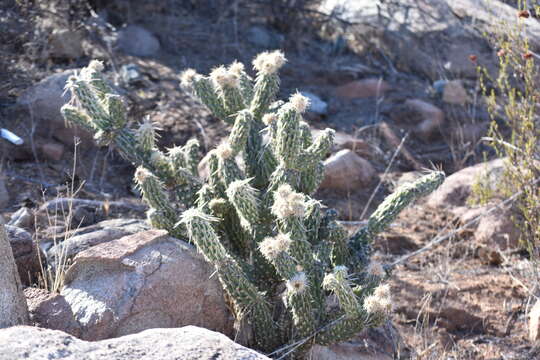 Image of Cylindropuntia californica var. rosarica (G. E. Linds.) Rebman