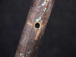 Image of Black twig borer