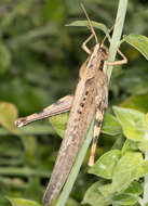 Image of Vagrant grasshopper