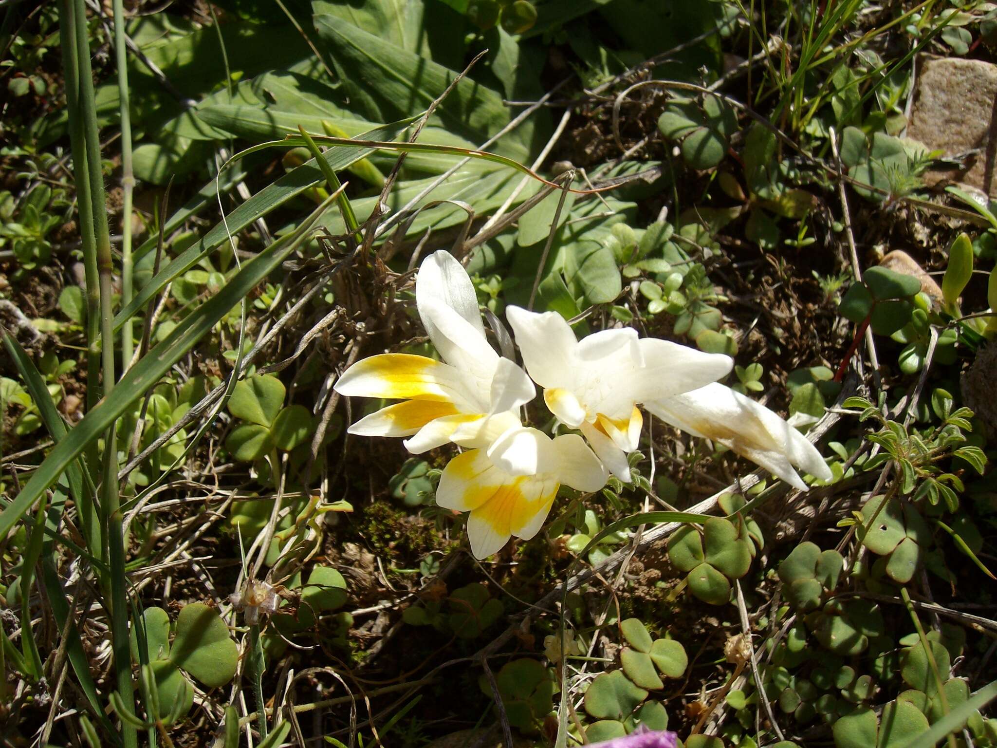 Image of Freesia caryophyllacea (Burm. fil.) N. E. Br.