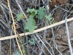 Image of desert starvine