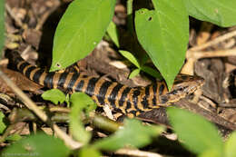 Image of Cryptic golden tegu