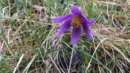 Imagem de Pulsatilla vulgaris Miller