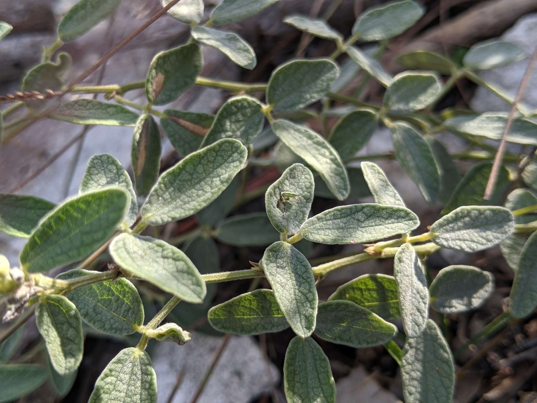 Image of small-leaf snoutbean