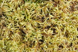 Image of big red stem moss