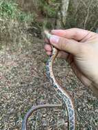 Image of Burrowing Ratsnake