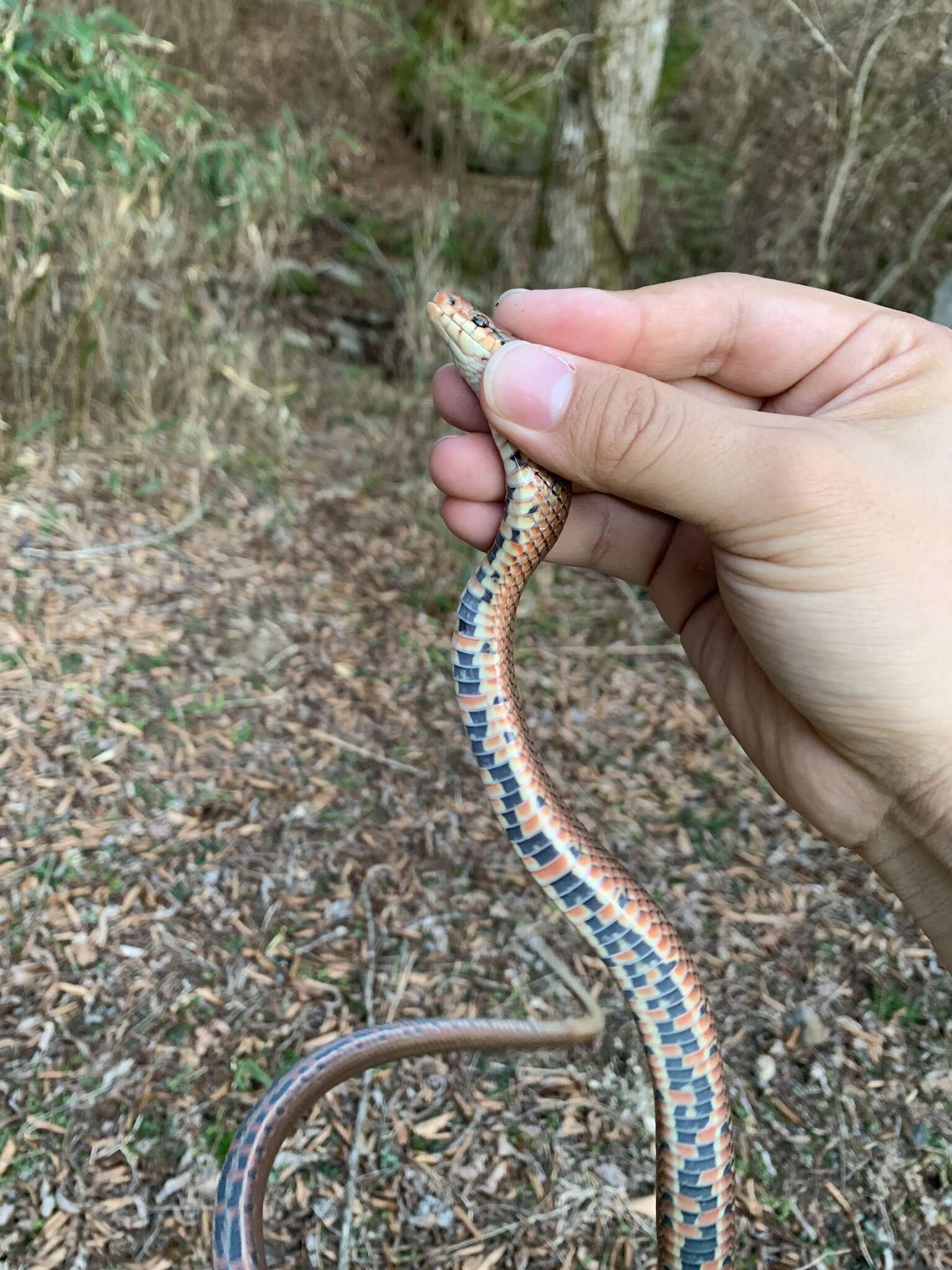 Image of Burrowing Ratsnake