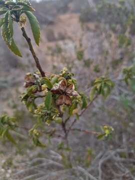 Image of Llagunoa glandulosa (Hook. & Arn.) G. Don