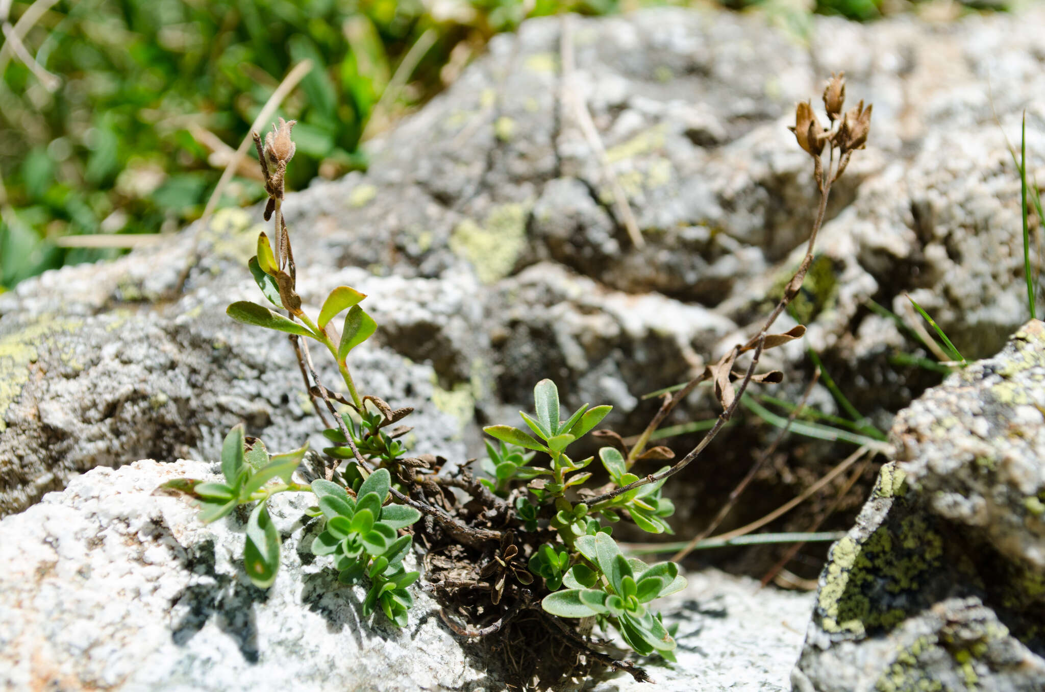 Imagem de Veronica fruticans subsp. cantabrica Lainz