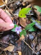 Imagem de Ruellia solitaria Vell.