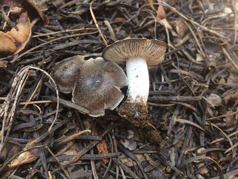 Image of Tricholoma moseri Singer 1989