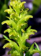 Disa cylindrica (Thunb.) Sw. resmi