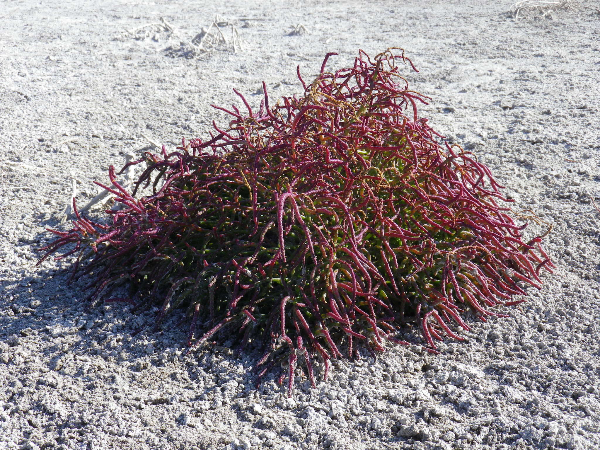 Image of Salicornia perennans Willd.