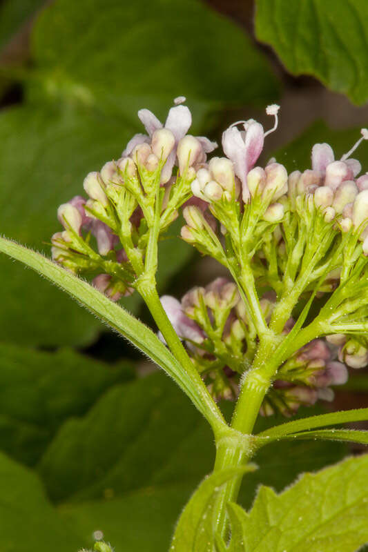 Image of <i>Valeriana tripteris</i>