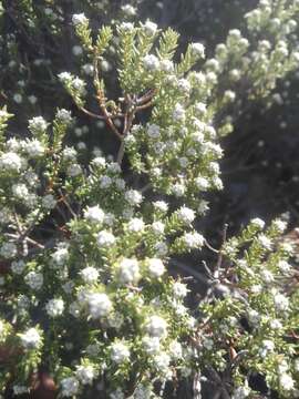 Image of Phylica rogersii Pillans