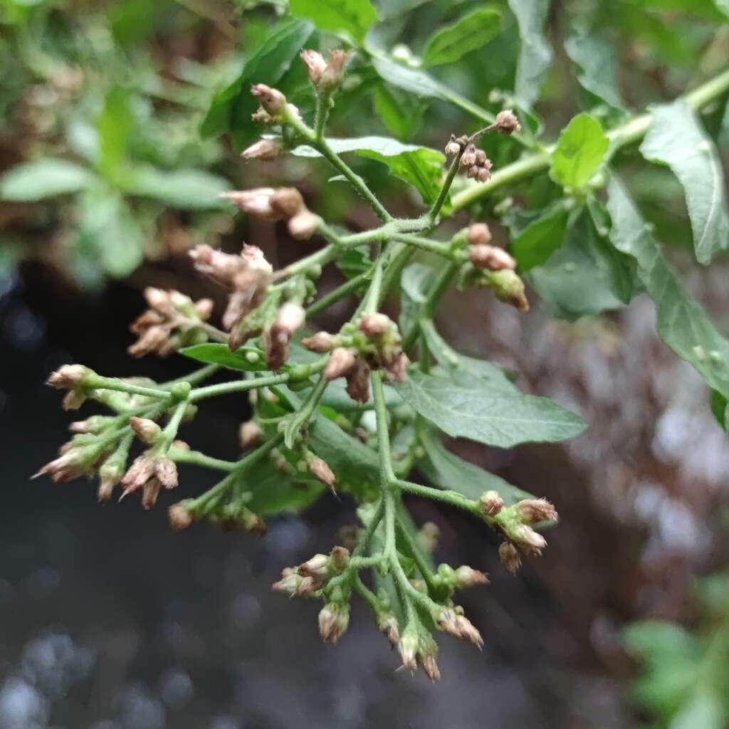 Image of Barnouf