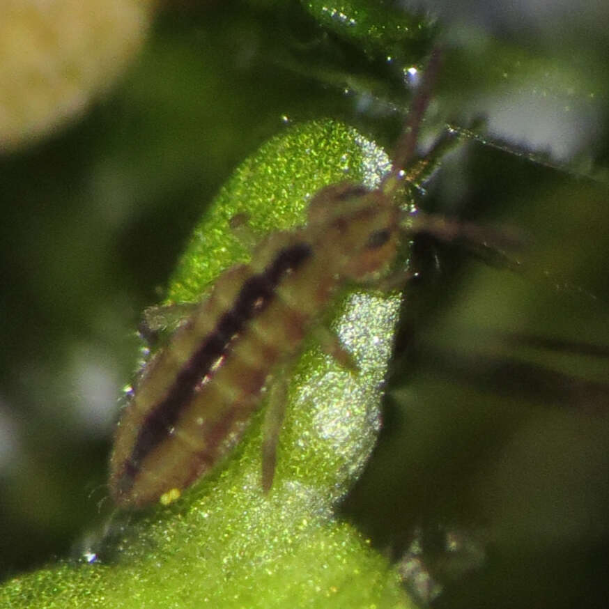 Image of Isotomurus tricolor (Packard & AS 1873)