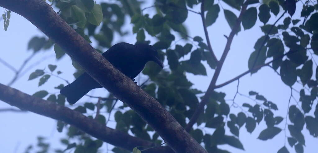 Image of Slender-billed Crow