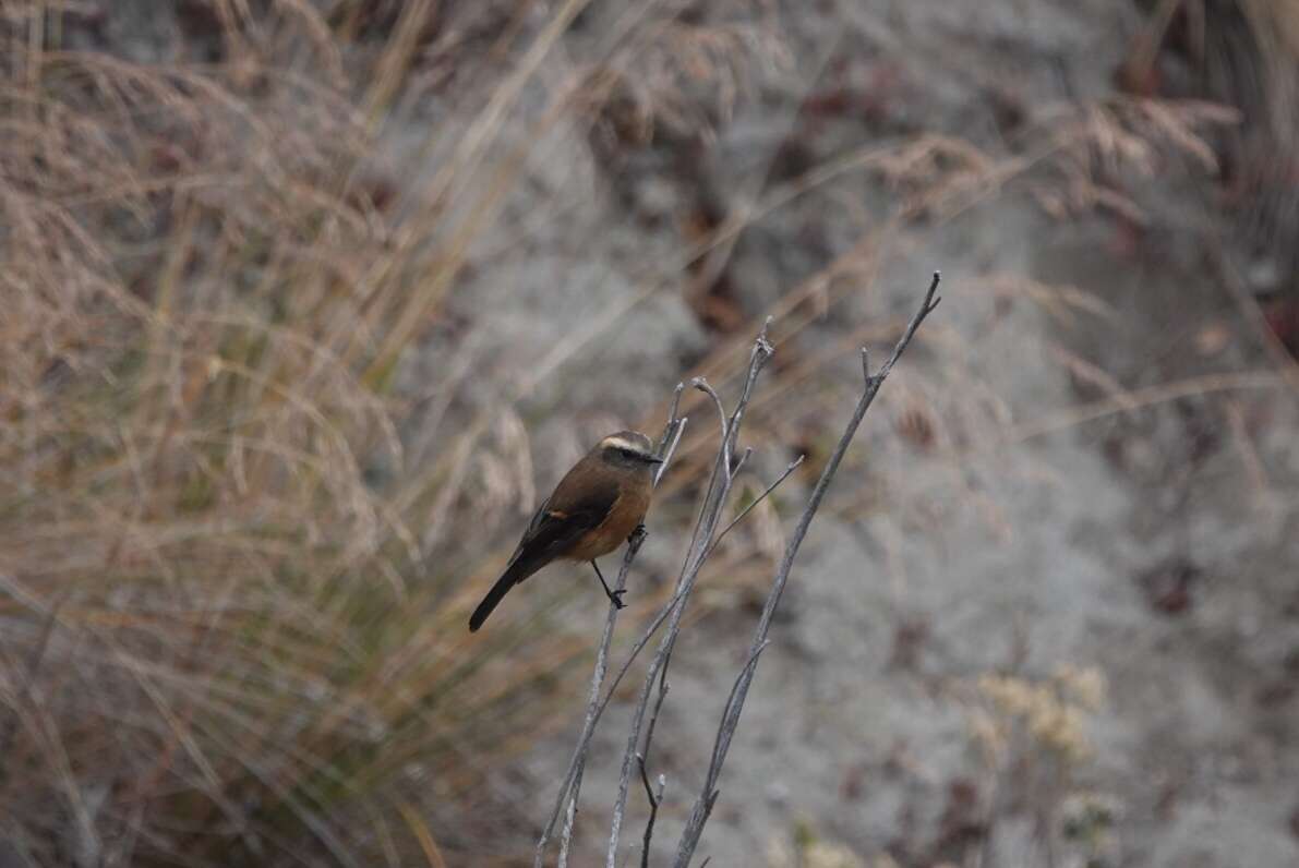 Image of Brown-backed Chat-Tyrant