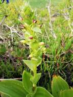 Image de Satyrium odorum Sond.