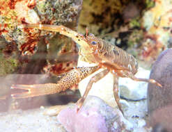 Image of Leach's squat lobster