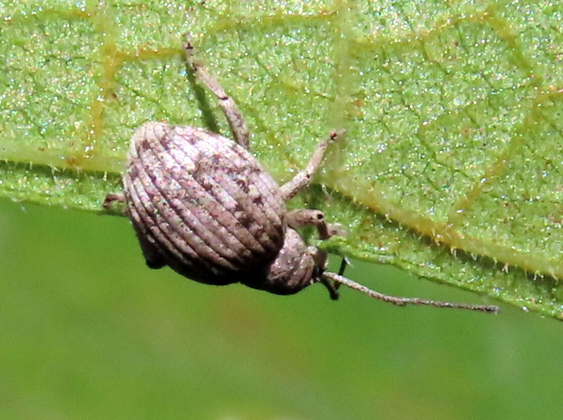 Image of Ellimenistes laesicollis Fahraeus 1871