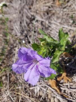 Imagem de Ruellia caroliniensis var. heteromorpha (Fern.) R. W. Long