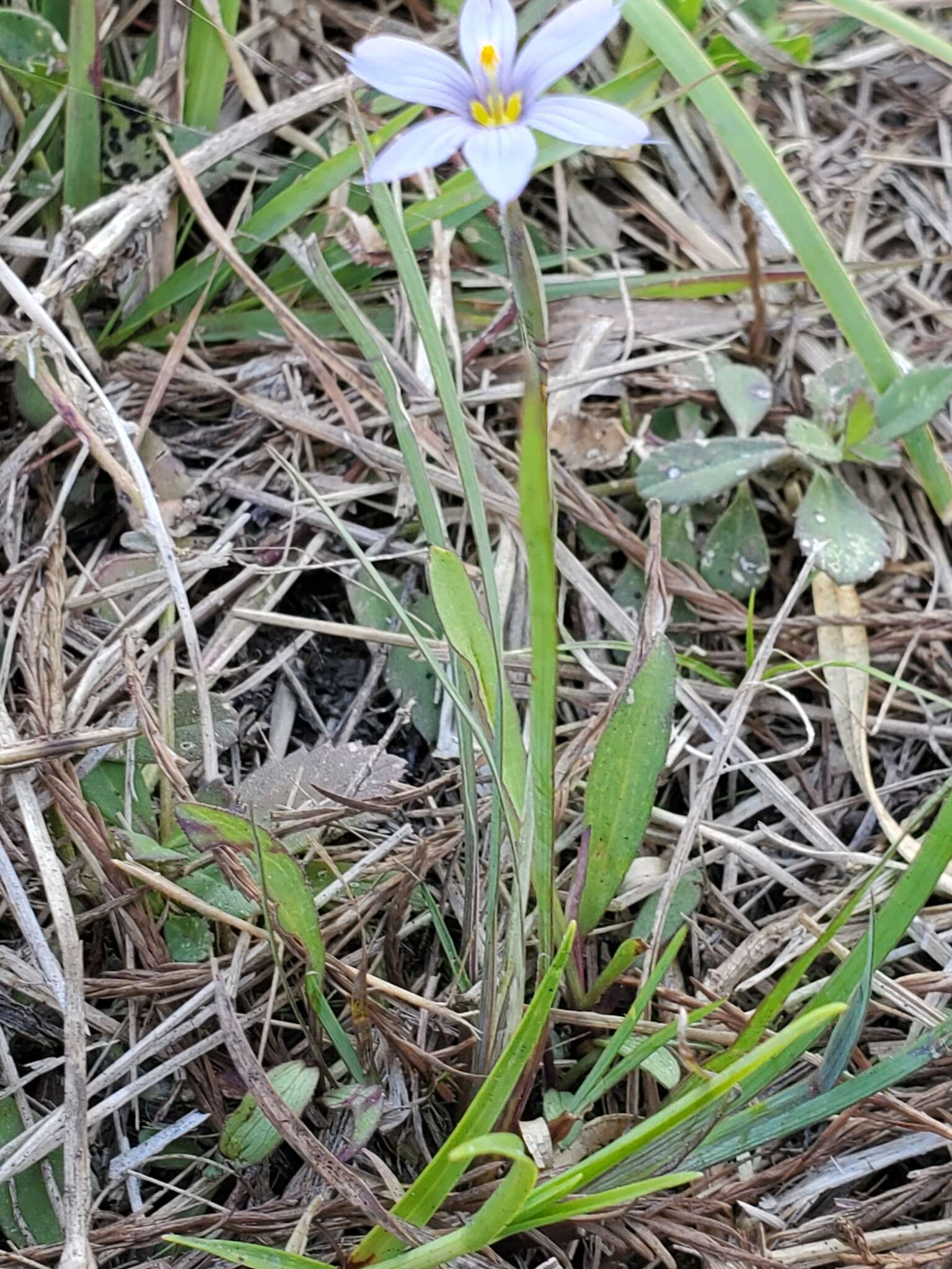 Image of Miami blue-eyed grass