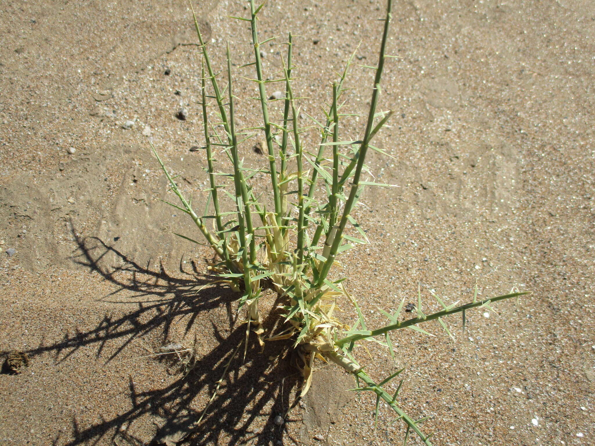 Image of Cladoraphis spinosa (L. fil.) S. M. Phillips