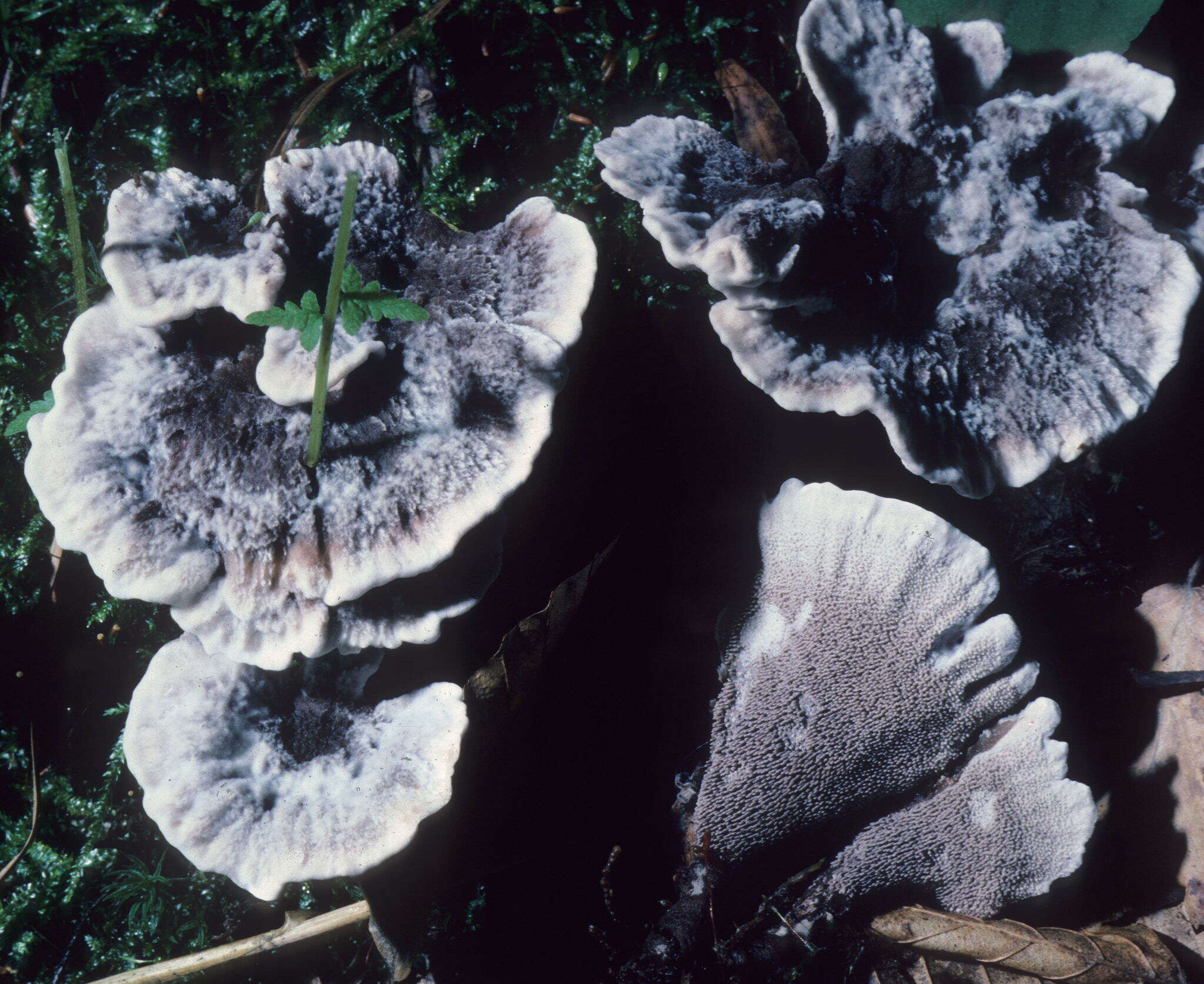 Image of Phellodon niger (Fr.) P. Karst. 1881