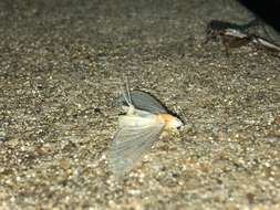 Image of pale burrower mayflies