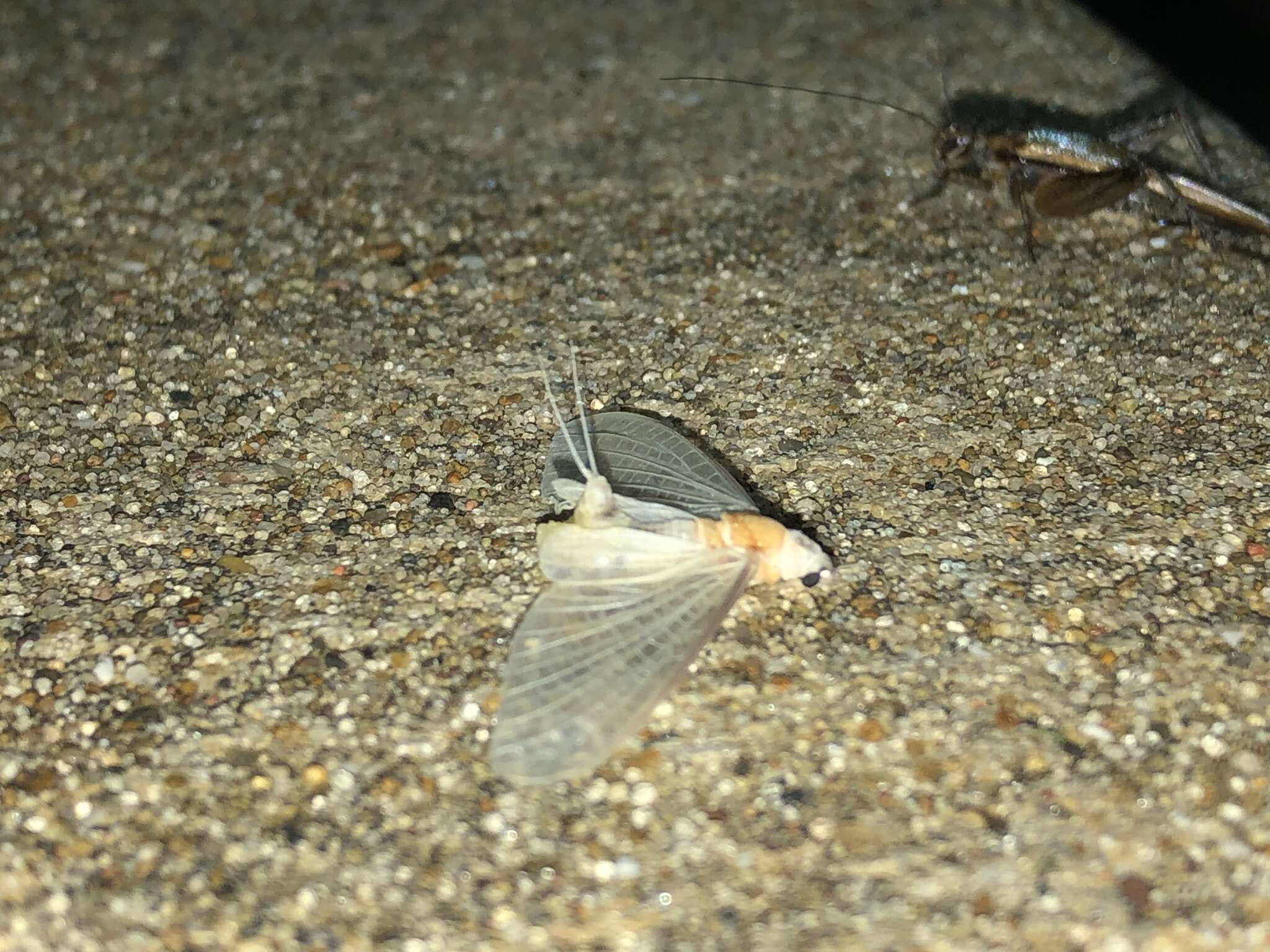 Image of pale burrower mayflies