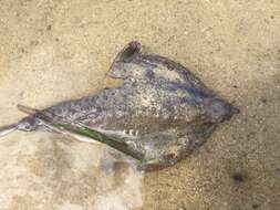 Image of Brazilian batfish