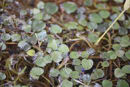 Image of Variable-Leaf Water-Hyacinth