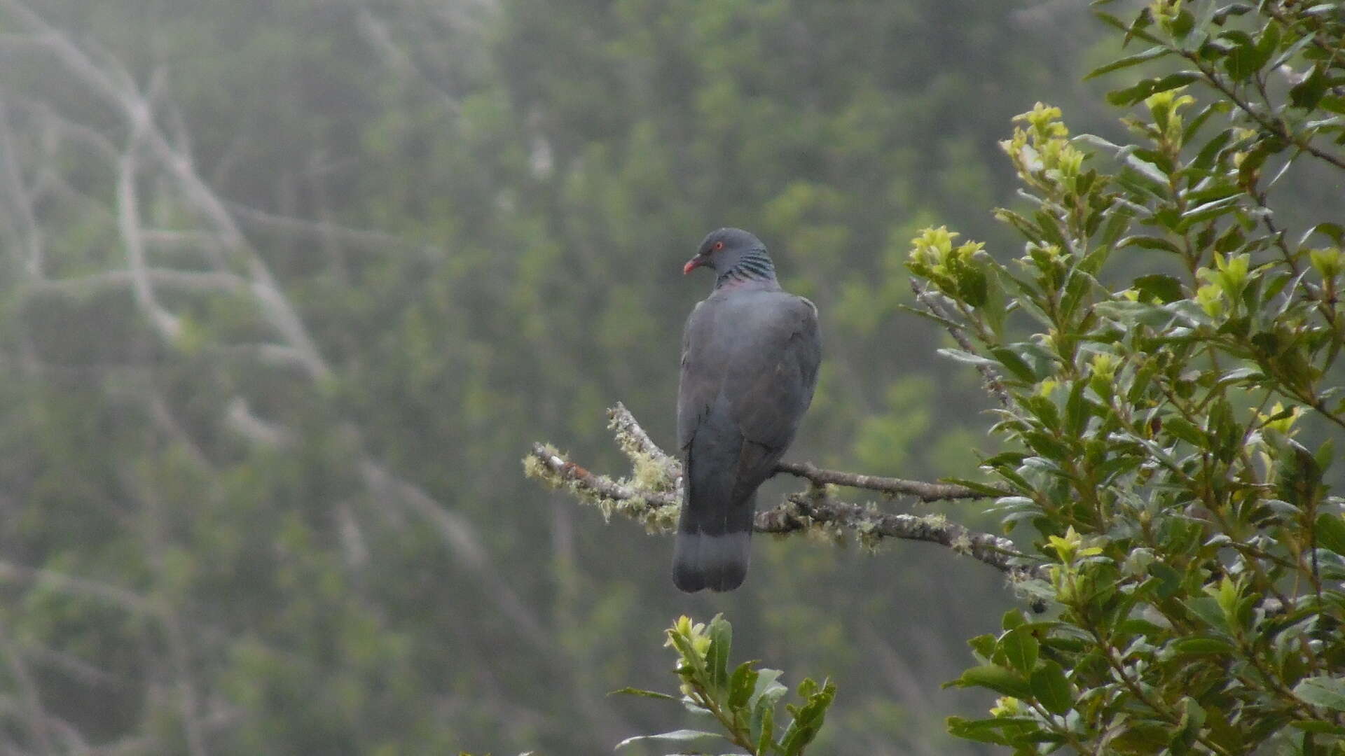 Image of Bolle's Laurel Pigeon