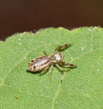 Image of <i>Anicius grisae</i> Guerrero-Fuentes & Francke 2019