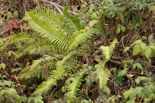 Image of western swordfern