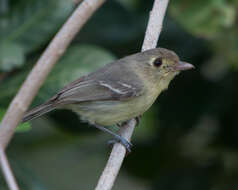 Image of Cuban Vireo