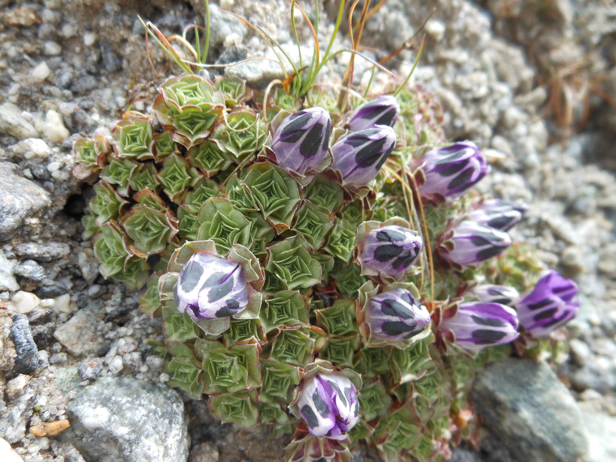 Image of Gentiana urnula H. Smith