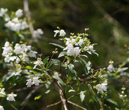 Image of Christmas Mintbush