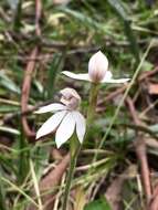 Image of Caladenia lyallii Hook. fil.