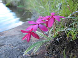 Image of Rhodohypoxis baurii var. baurii